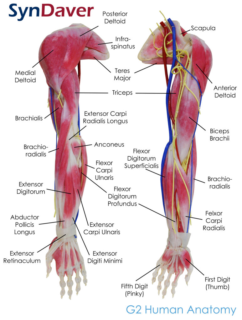 arm locations