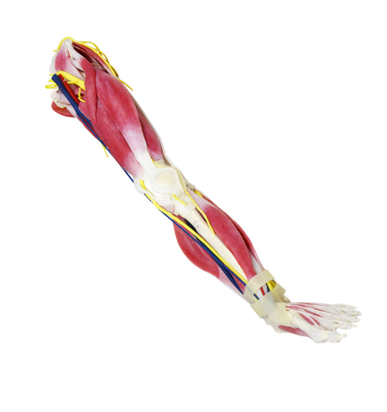 anatomy-leg-1-768x818.jpg