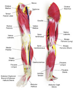 anatomy-leg-3-239x289.jpg