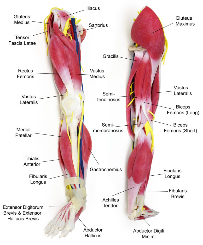 anatomy-leg-3-847x1024.jpg